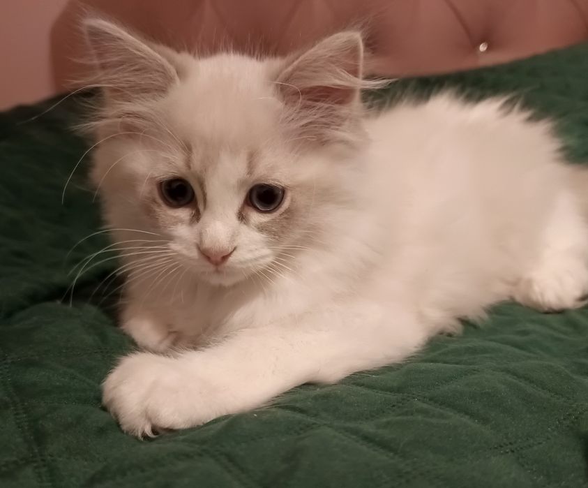 Śliczny Kocurek Ragdoll