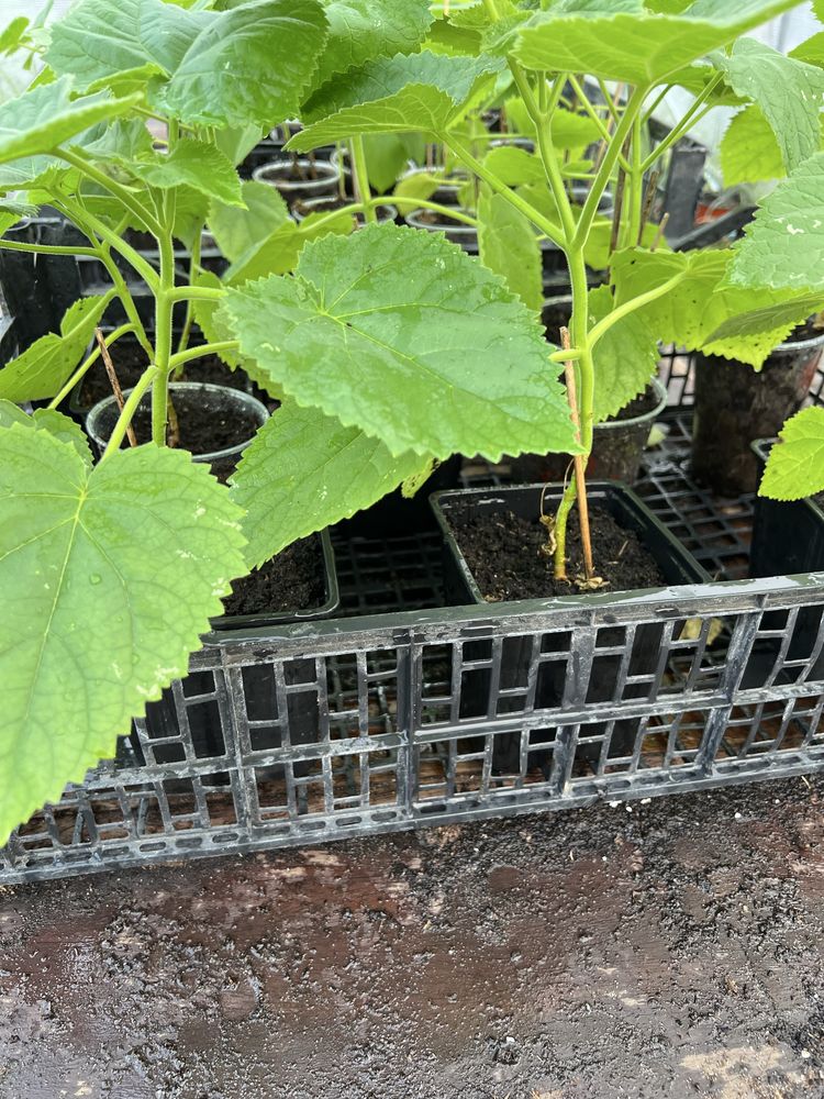 Paulownia elongata