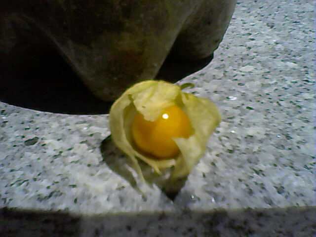 Fisális (PHYSALIS)
