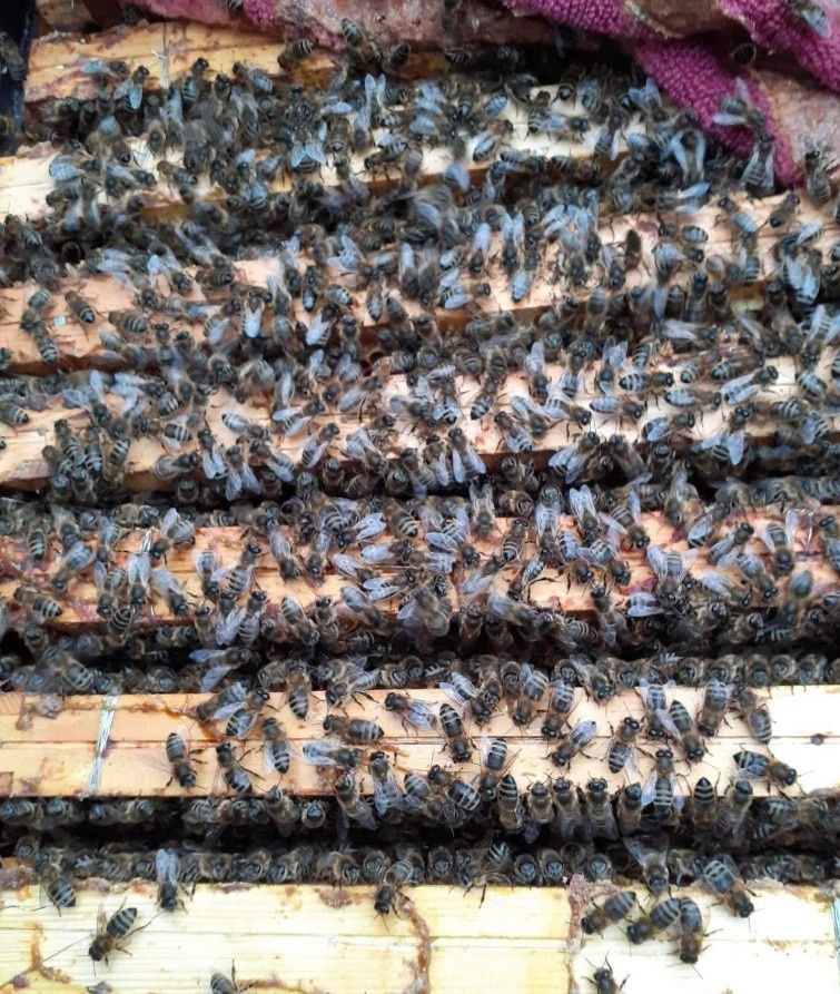 Pszczoły miód ule