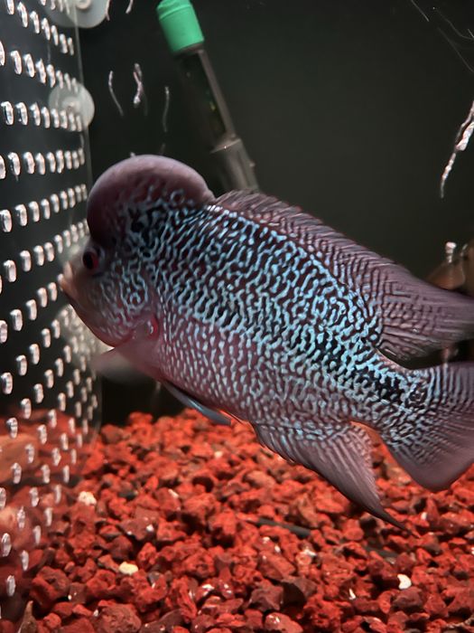 FLOWERHORN KAMFA HIGH