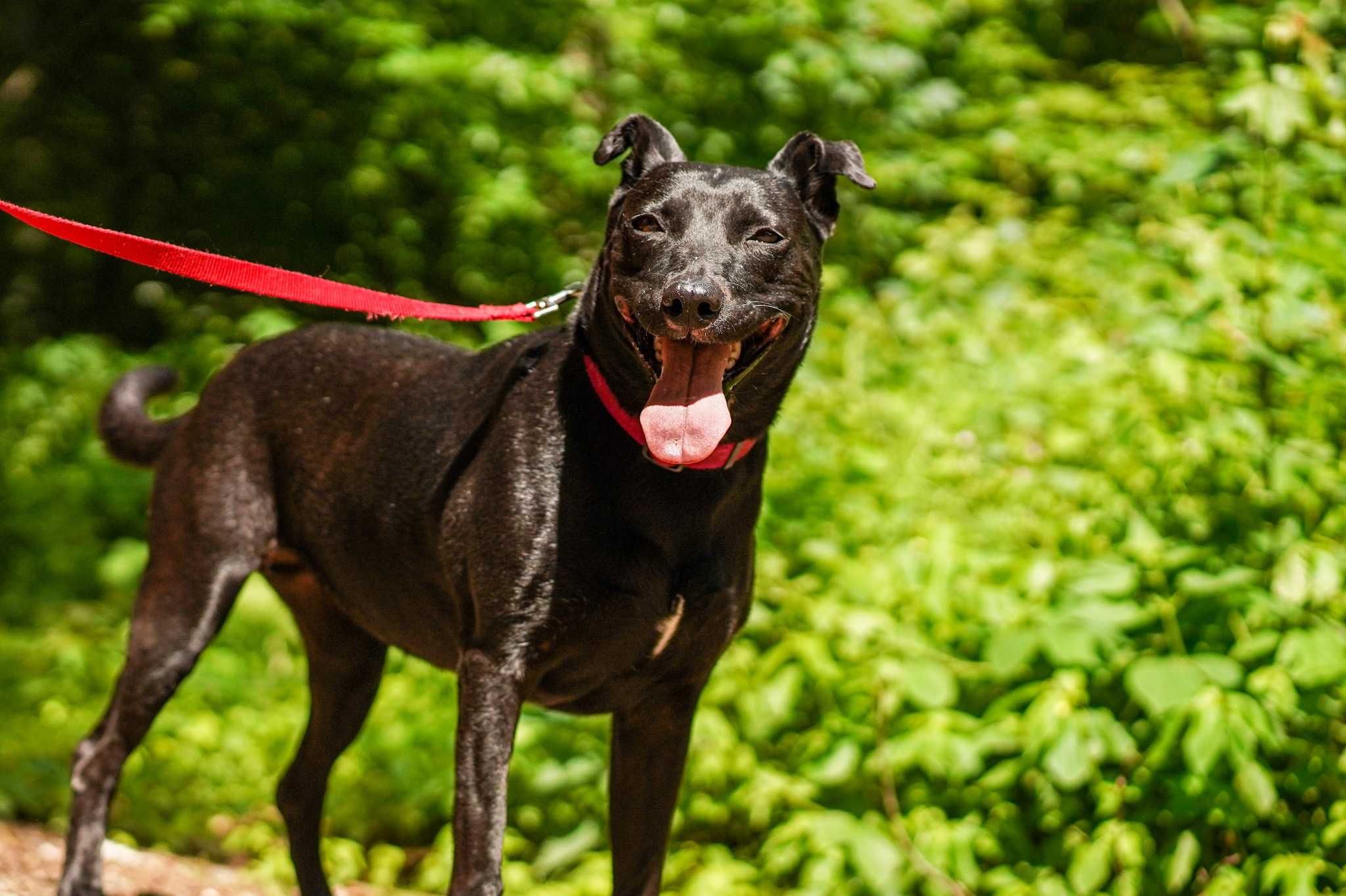 Lexi szuka domu! OTOZ Animals Schronisko Ciapkowo