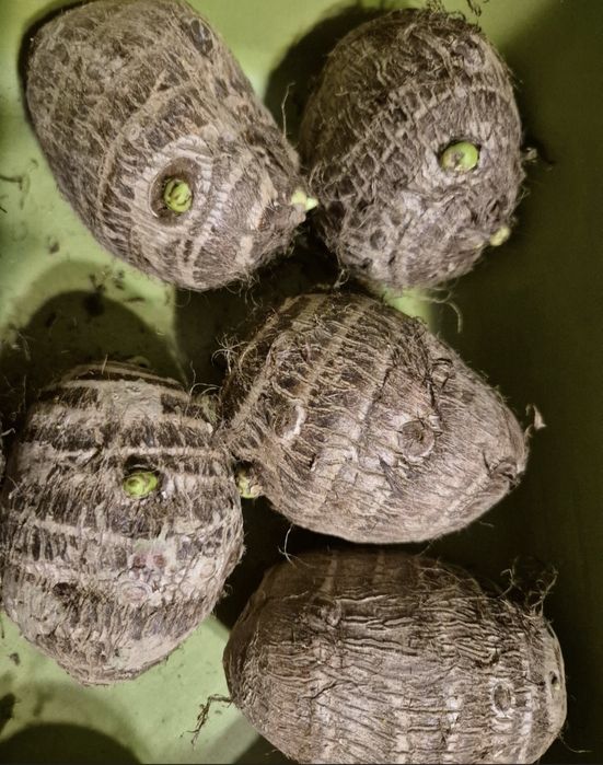 Colocasia esculenta -Kolokazja jadalna. Bulwa
Sadzimy