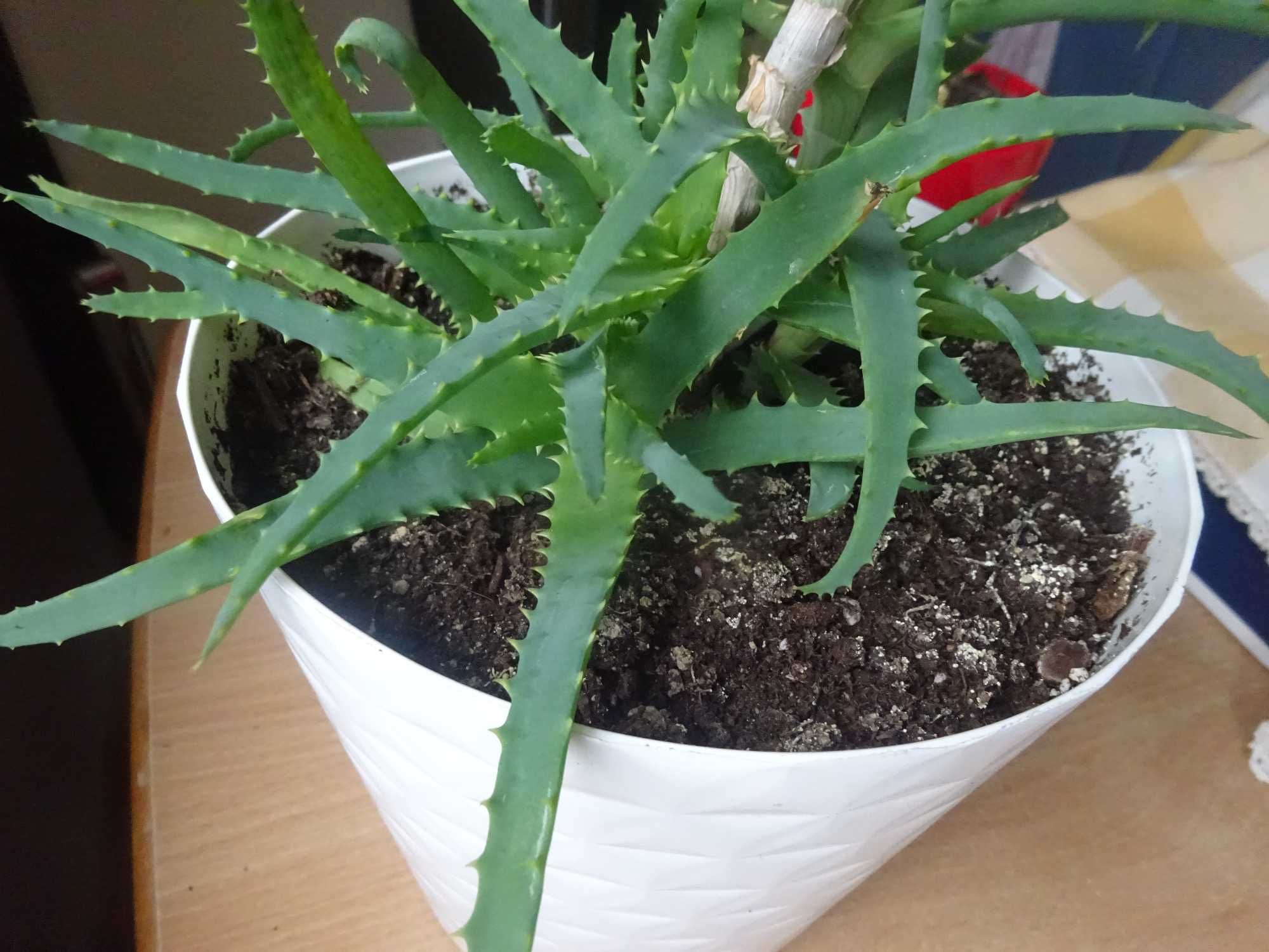58 cm kwiat doniczkowy aloes ładny dorodny w doniczce