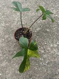 Philodendron Florida Beauty Variegata - sadzonka szczyt ukorzeniona