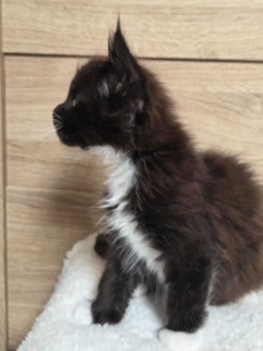 Kocurek Maine Coon z rodowodem FPL