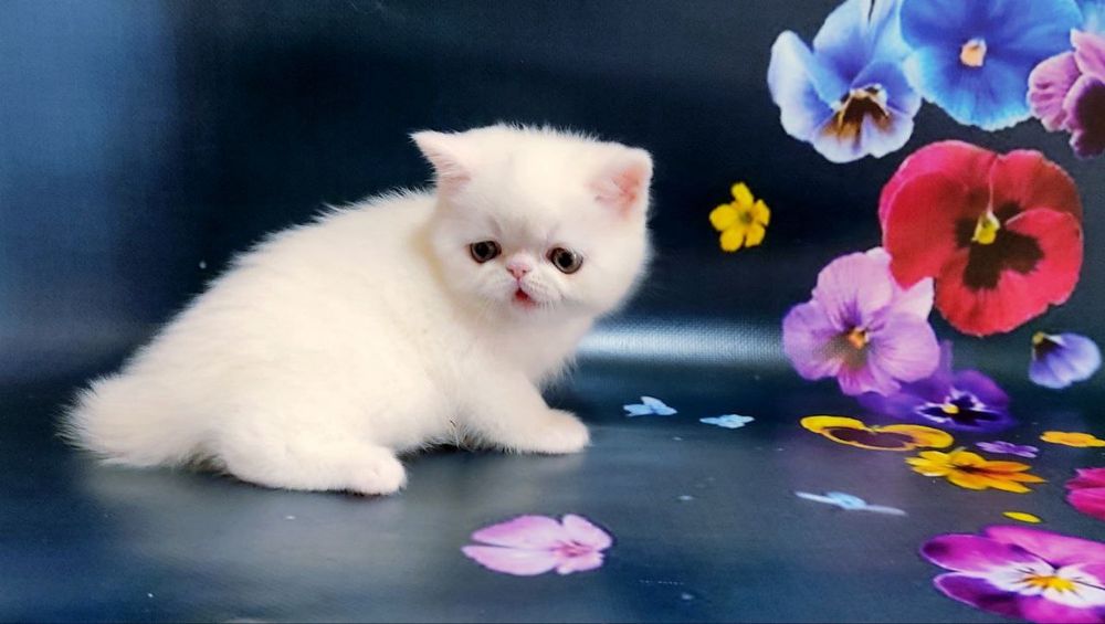 Продам екзота дівчину