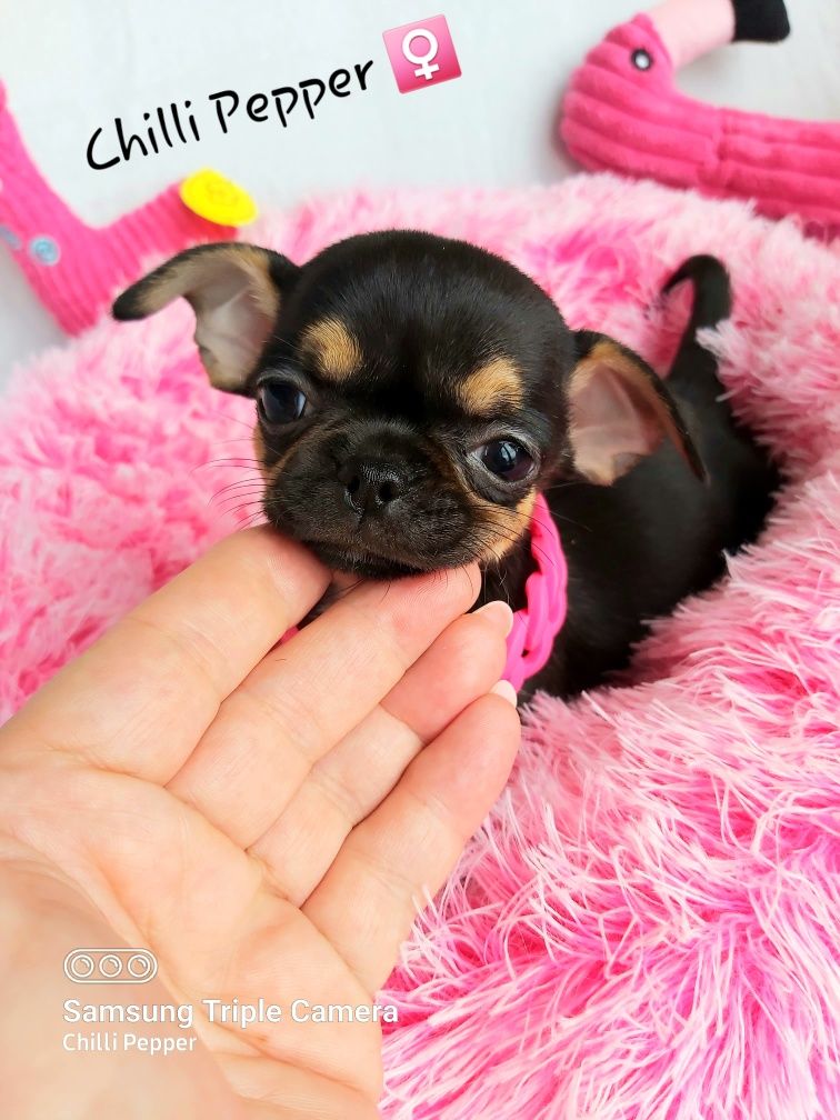 MINIATUROWA przepiękna krótkowłosa suczka chihuahua
