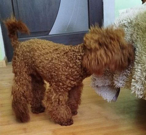 В'язка Той Пудель ред браун