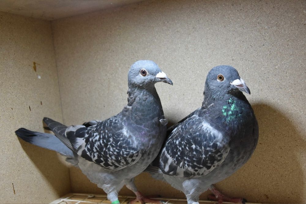 Gołębie młode linia Mustang