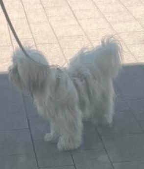Lhasa apso kuzyn shih tzu