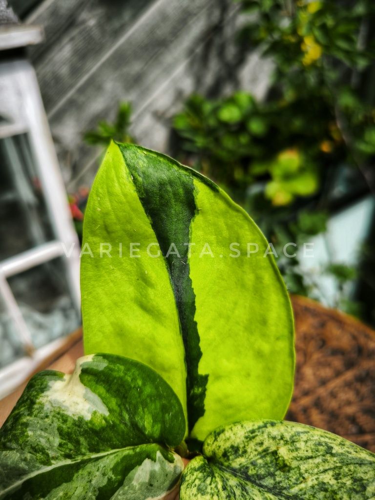 Zestaw liści scindapsus variegata jade Satin creme Brulee Mangurai
