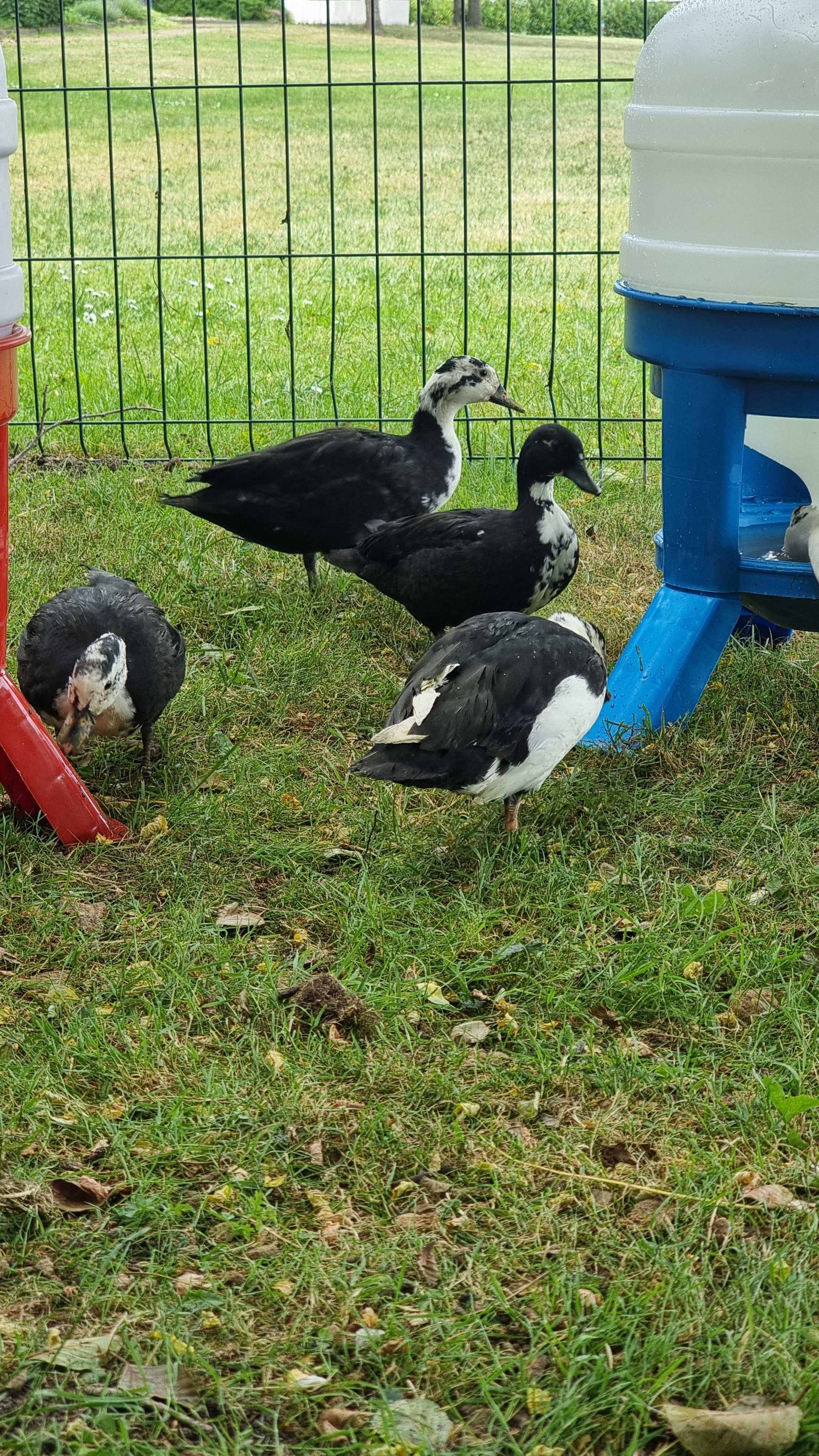 Kaczka kayuga/ call duck