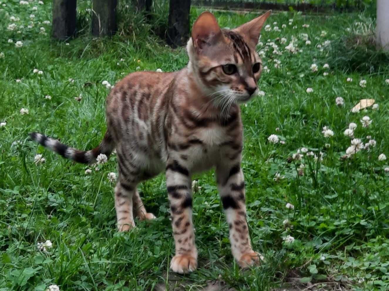 CHILI Jadry*PL - 6-miesięczny kocurek bengalski