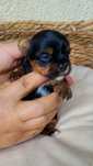 York Yorkshie Terrier miniaturka samiec