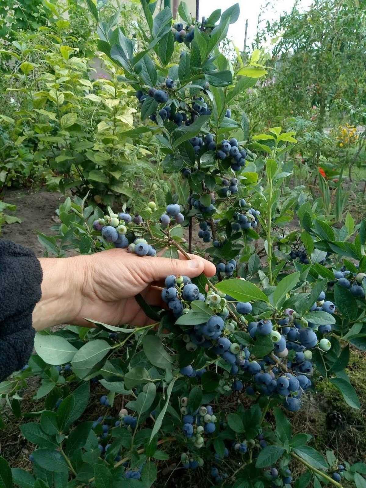 Лохина великоягідна , 5 річна в наявності