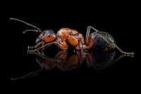 Mrówki - Kolonie Formica sanguinea Q +1-5W