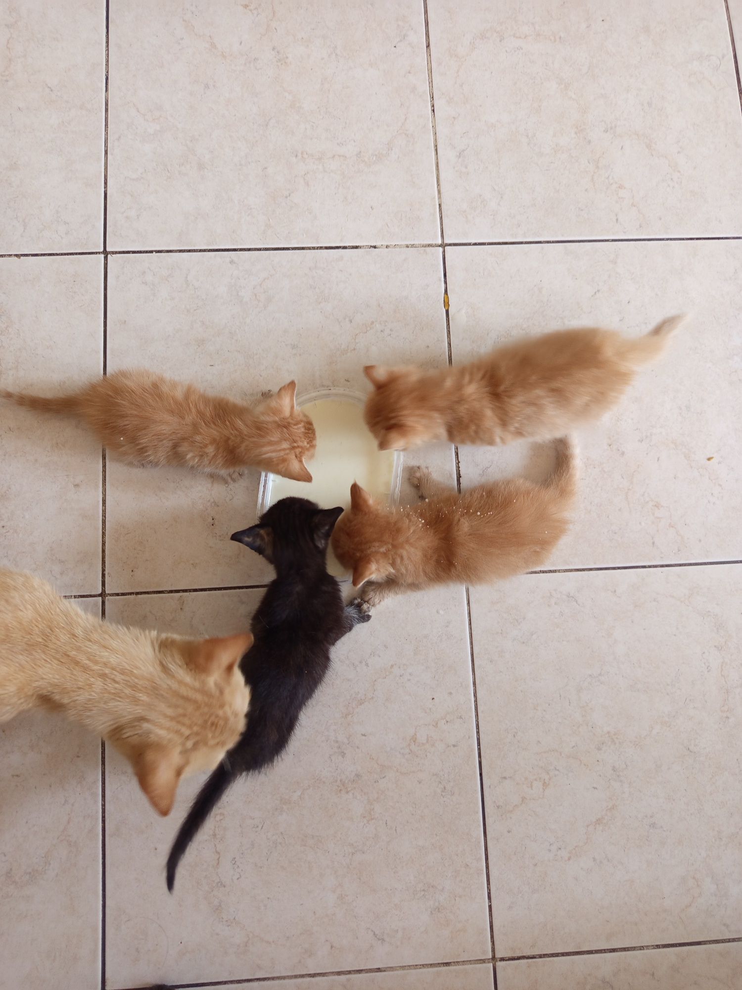 Gatos para adoção