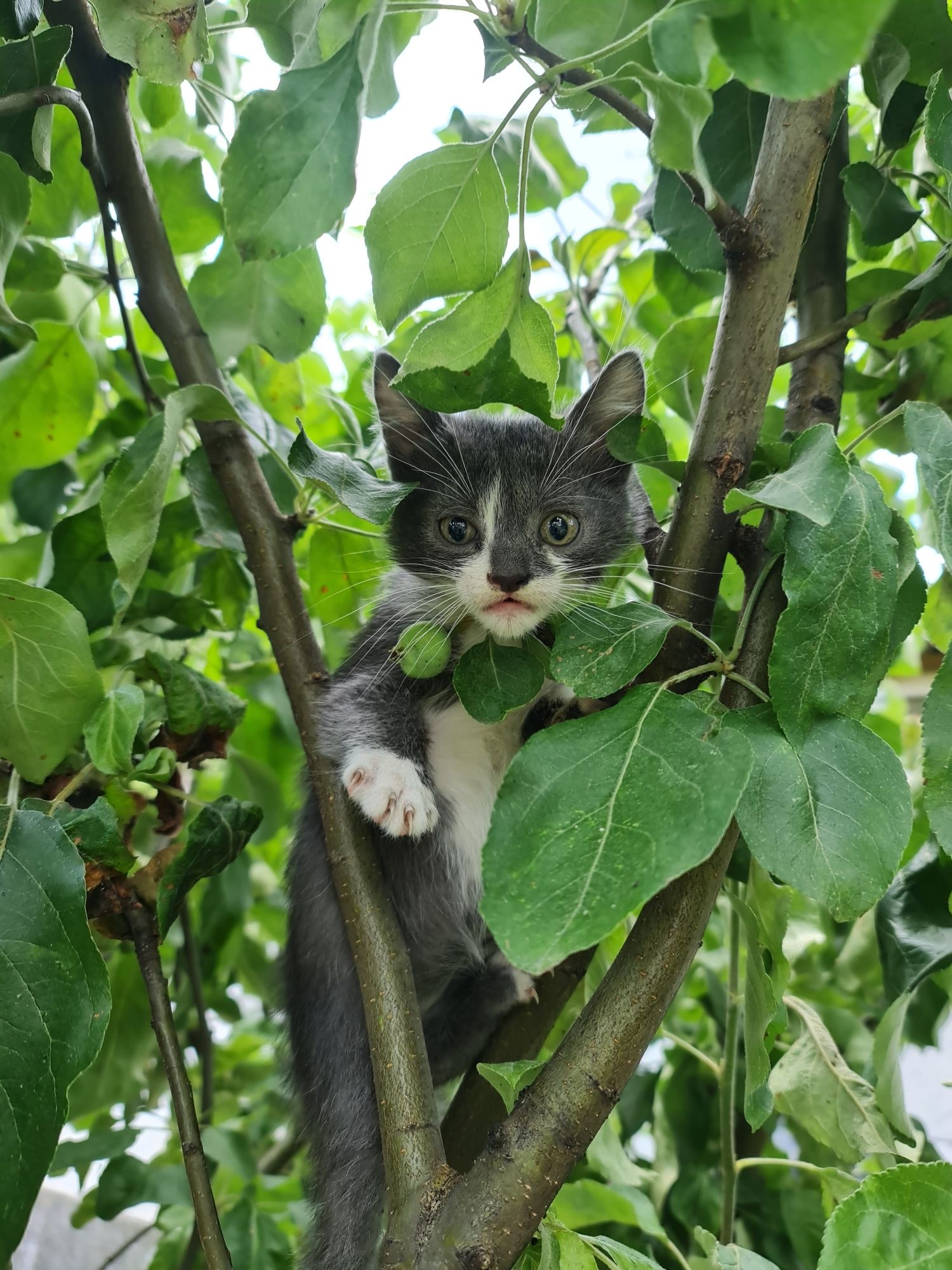 Віддамо в добрі руки кошенят (хлопчики)