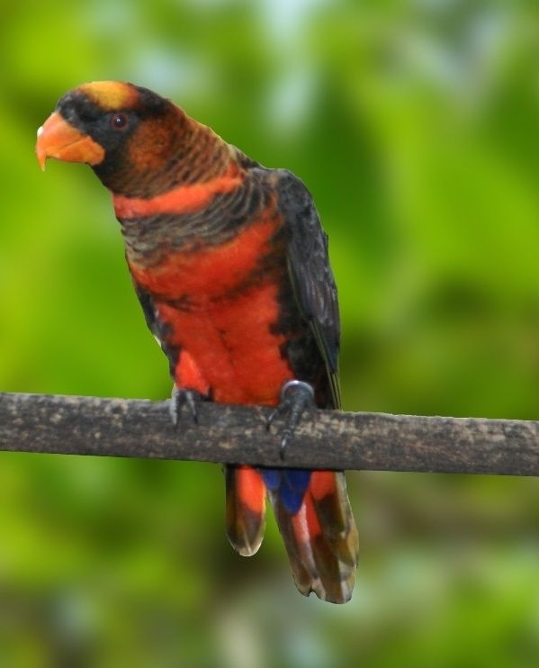 Vendo ou troco por papagaio lori fuscata laranja