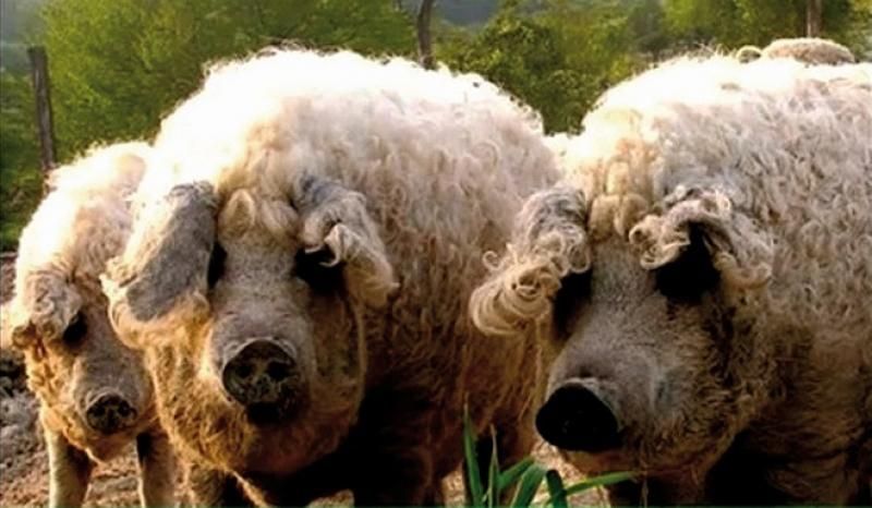 Свині монгали мангалиця