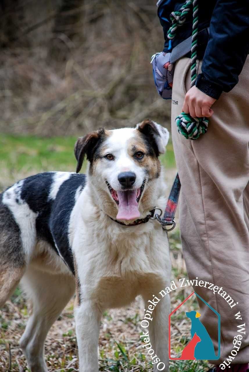 Duży, piękny, wesoły seniorek MAJOR - kocha ludzi - adoptuj