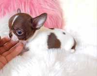 Chihuahua maleńki przepiękny biało-czekoladowy chłopczyk