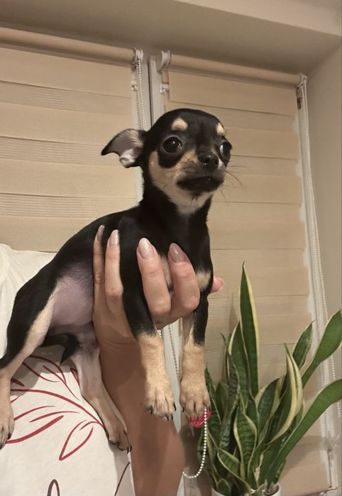 *Gotowa do odbioru*  Sunia chihuahua