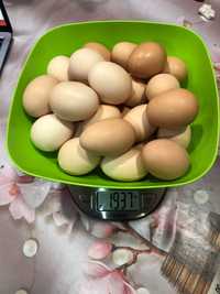 Яйца куриные домашние, крупные, вес от 56 до 74 гр.