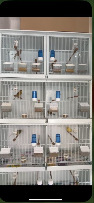 Canarios timbrados espanhol