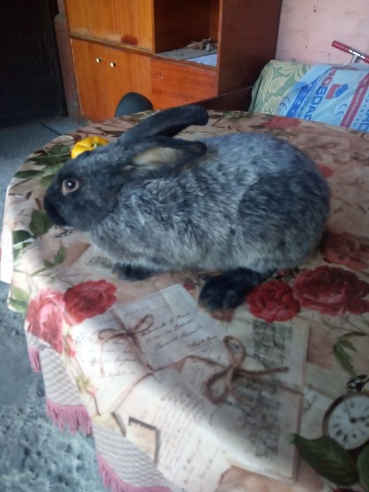 Полтавське срібло