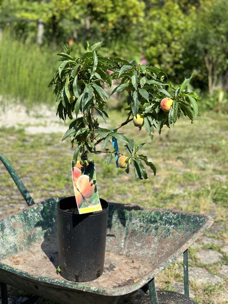 Pessegueiro anão com fruto