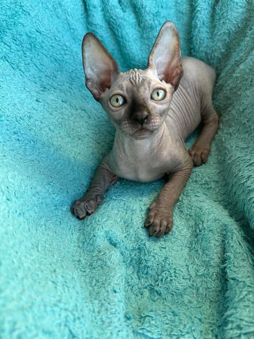 Харлі та Хілтон Дорослі хлопчики породи Канадський сфінкс