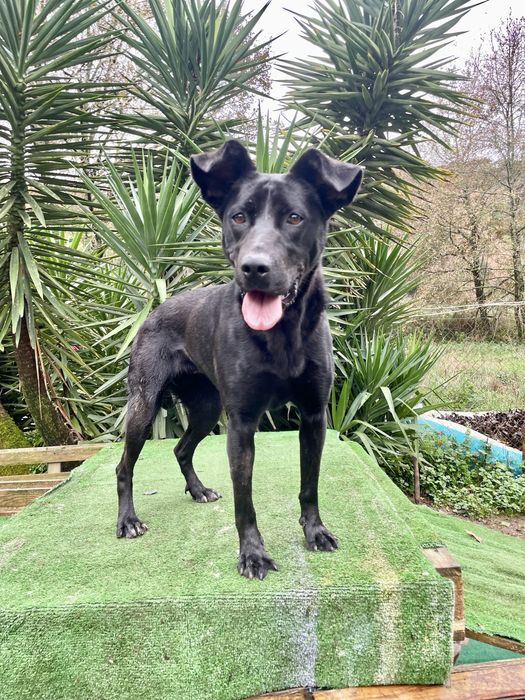 X Labradora adora brincar e pessoas