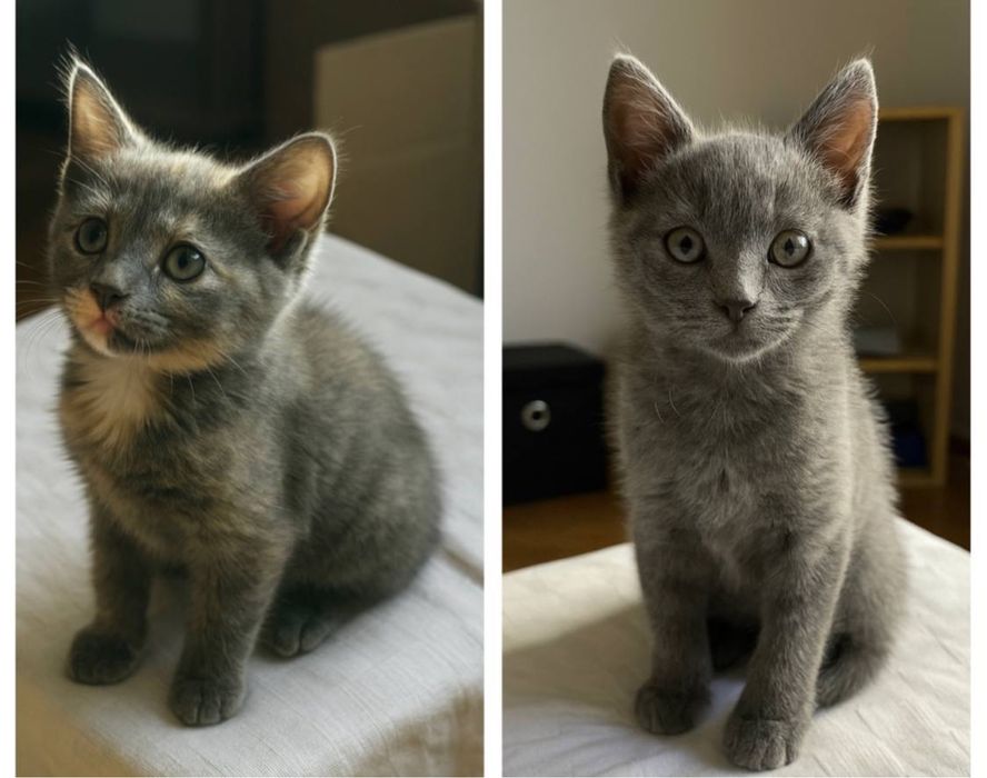 Кошеня шукає сім’ю, котеня, котик, котенок