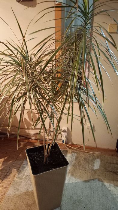 Кімнатна рослина драцена у сучасному стильному кашпо