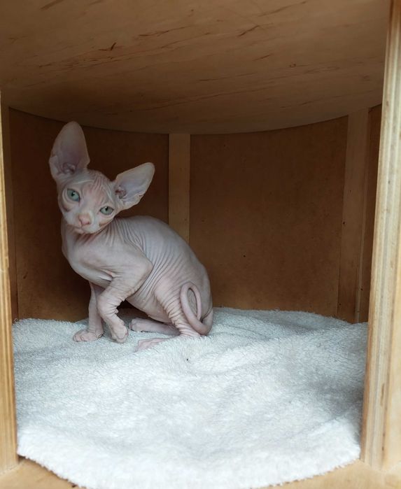 Gatinho Sphynx Canadian