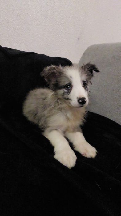 Border collie C/LOP/RI