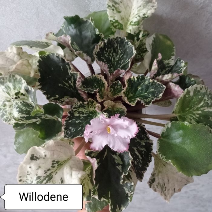 Фіалочки листочки