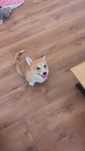 Welsh Corgi Pembroke FCI