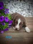 Border collie piesek czekoladowo biały  przebadani rodzice