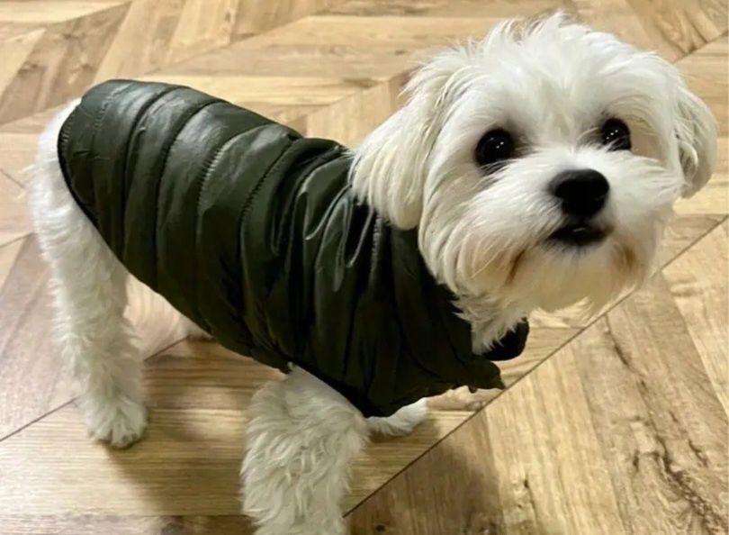 Новая жилетка для собак для прогулок