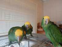 Casal de Amazona oratrix