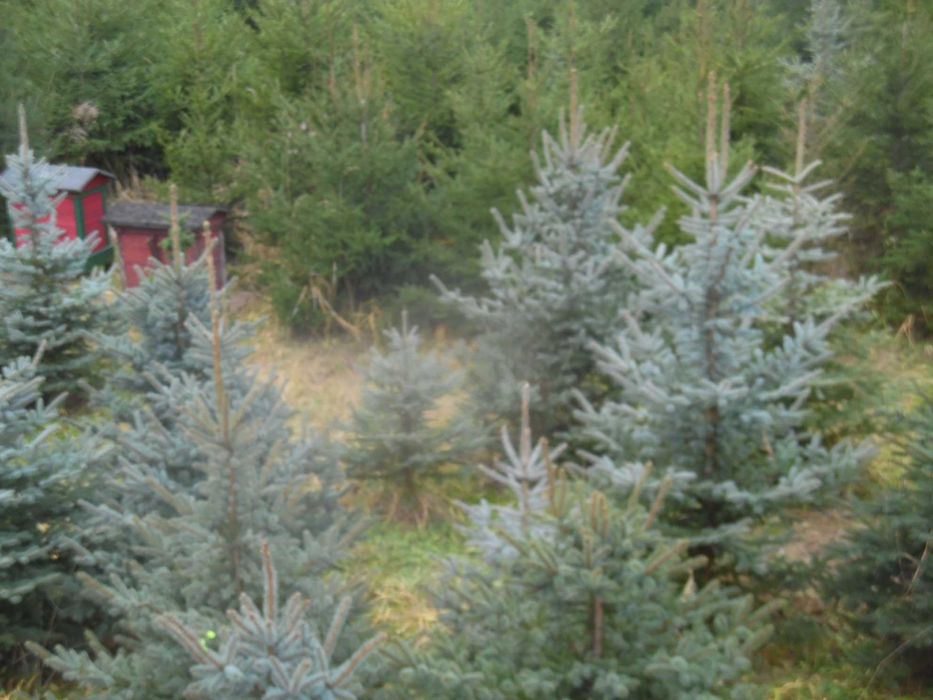 Choinki świąteczne z plantacji  ciętekopane