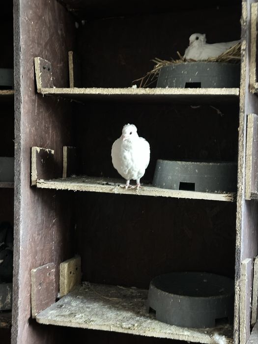 Gołebie dryjery czarny ogon 2025