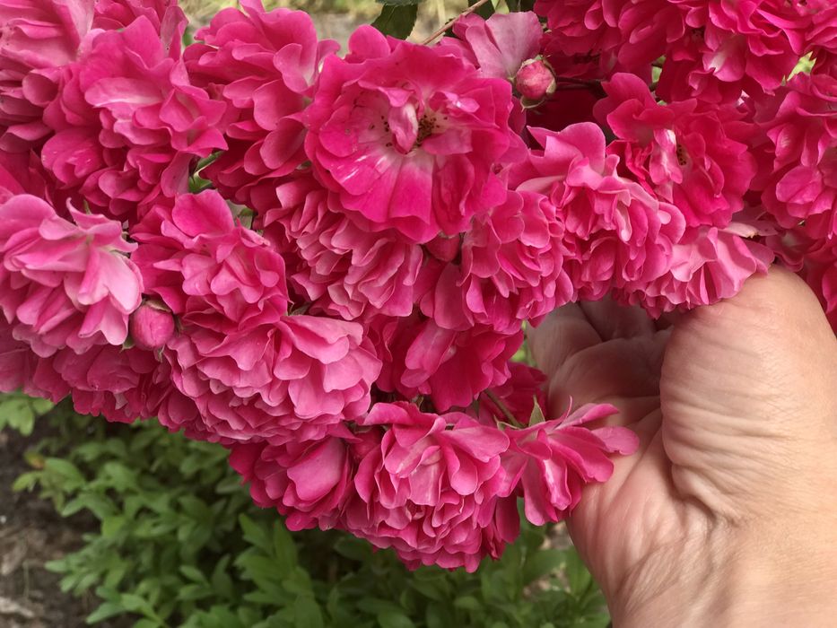 Роза плетистая розовая