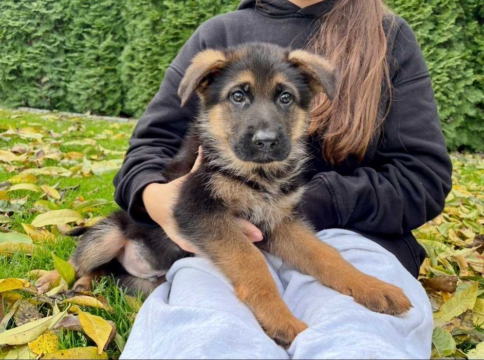 Szczeniak Owczarek Niemiecki Krótkowłosy Piesek FCI