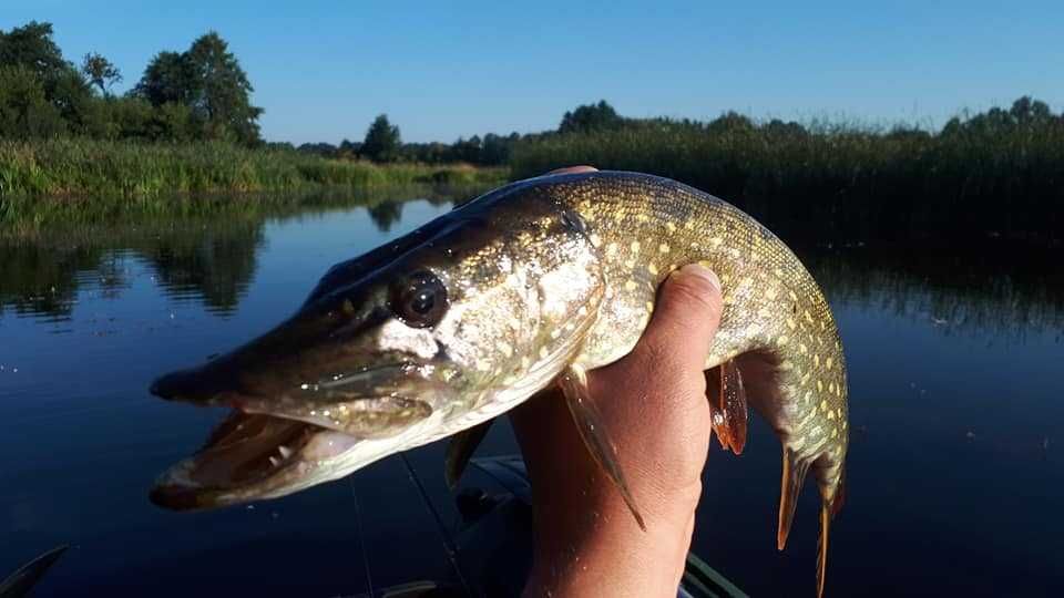 Mazury/ Giżycko / agroturystyka/ majówka/ wolne terminy/ wędkarstwo