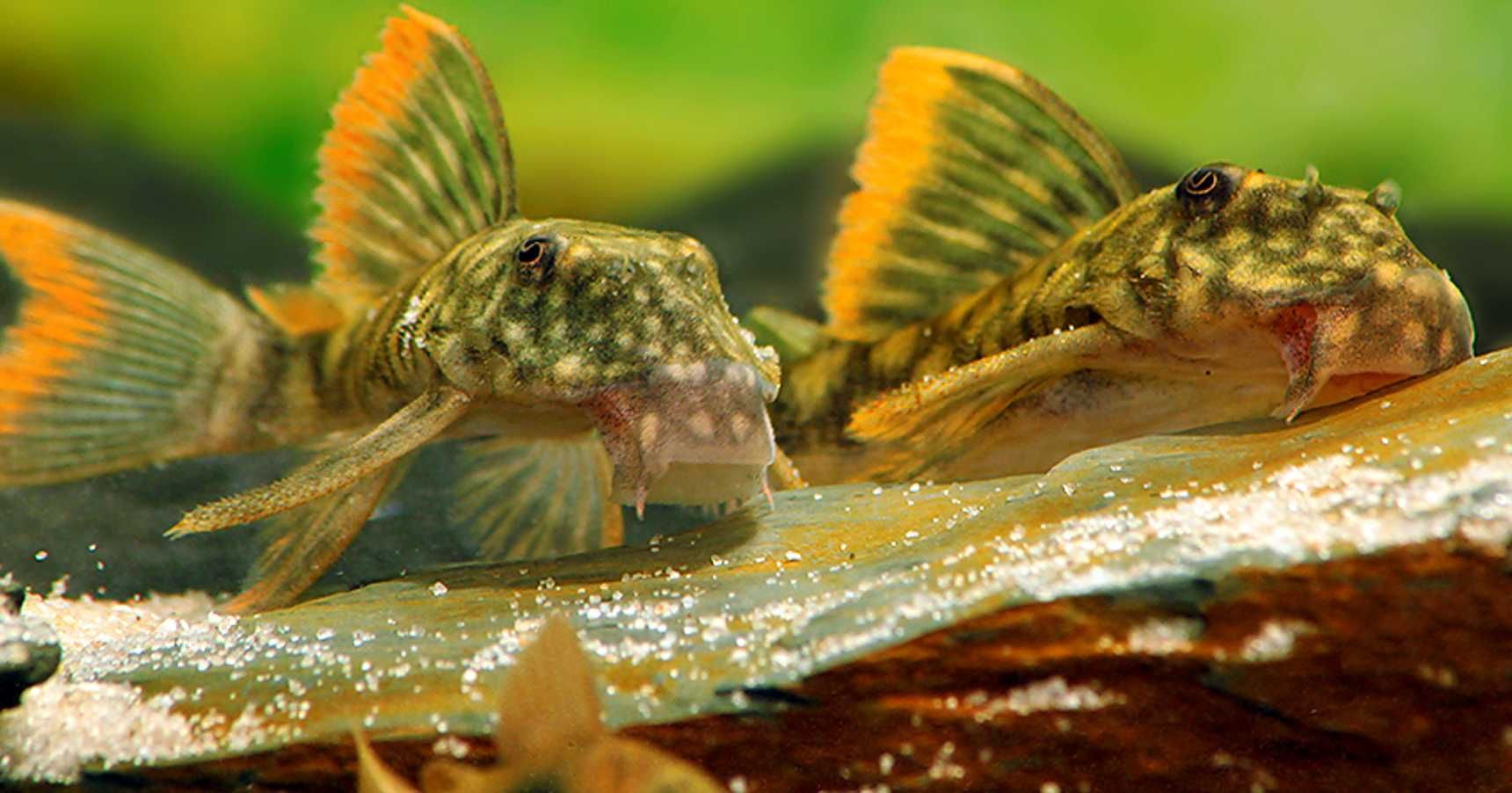 Glonojad L106 - Guyanancistrus guahiborum - ODŁÓW - WF - dowóz