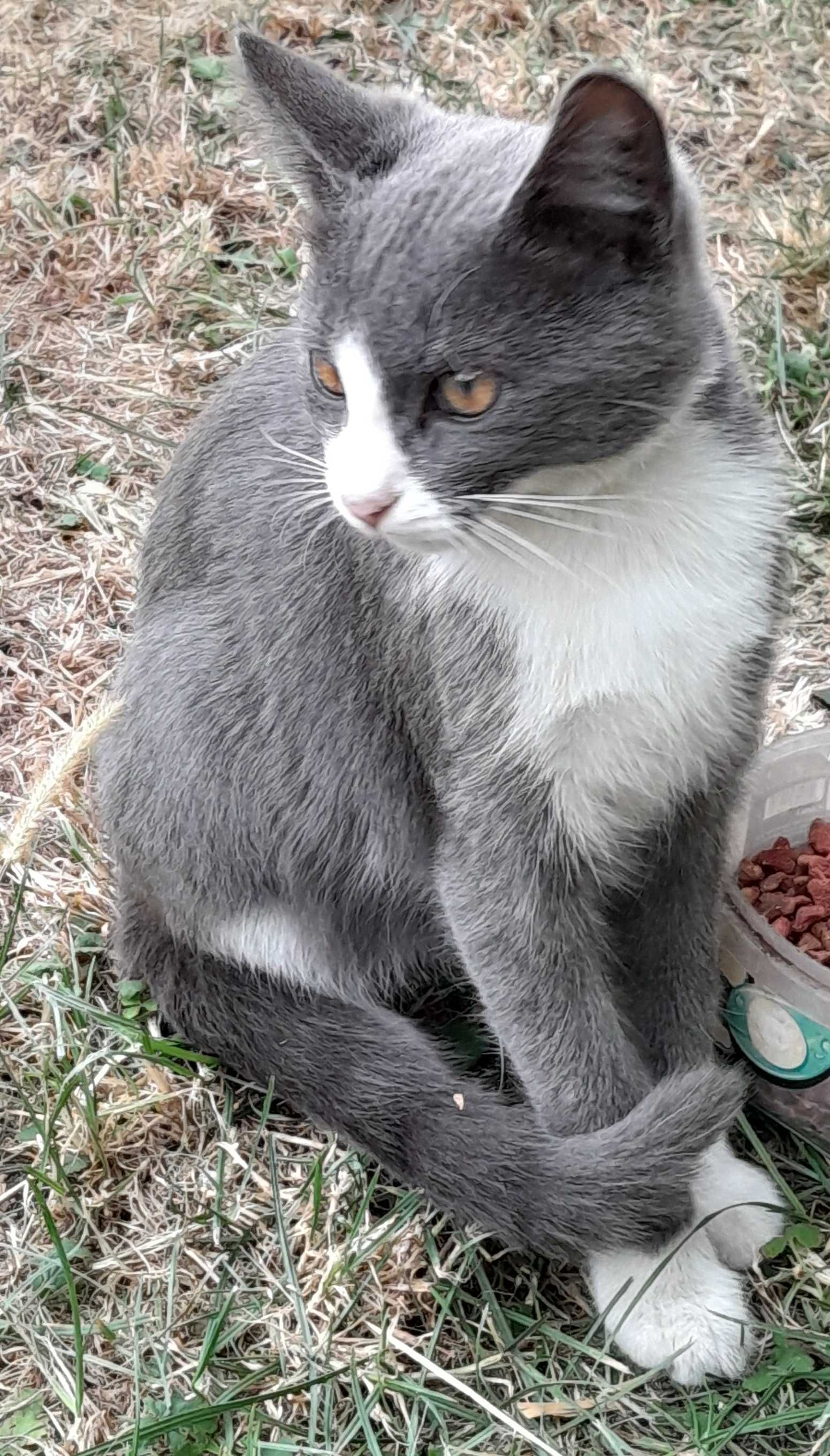 Котик ищет дом.  бесплатно